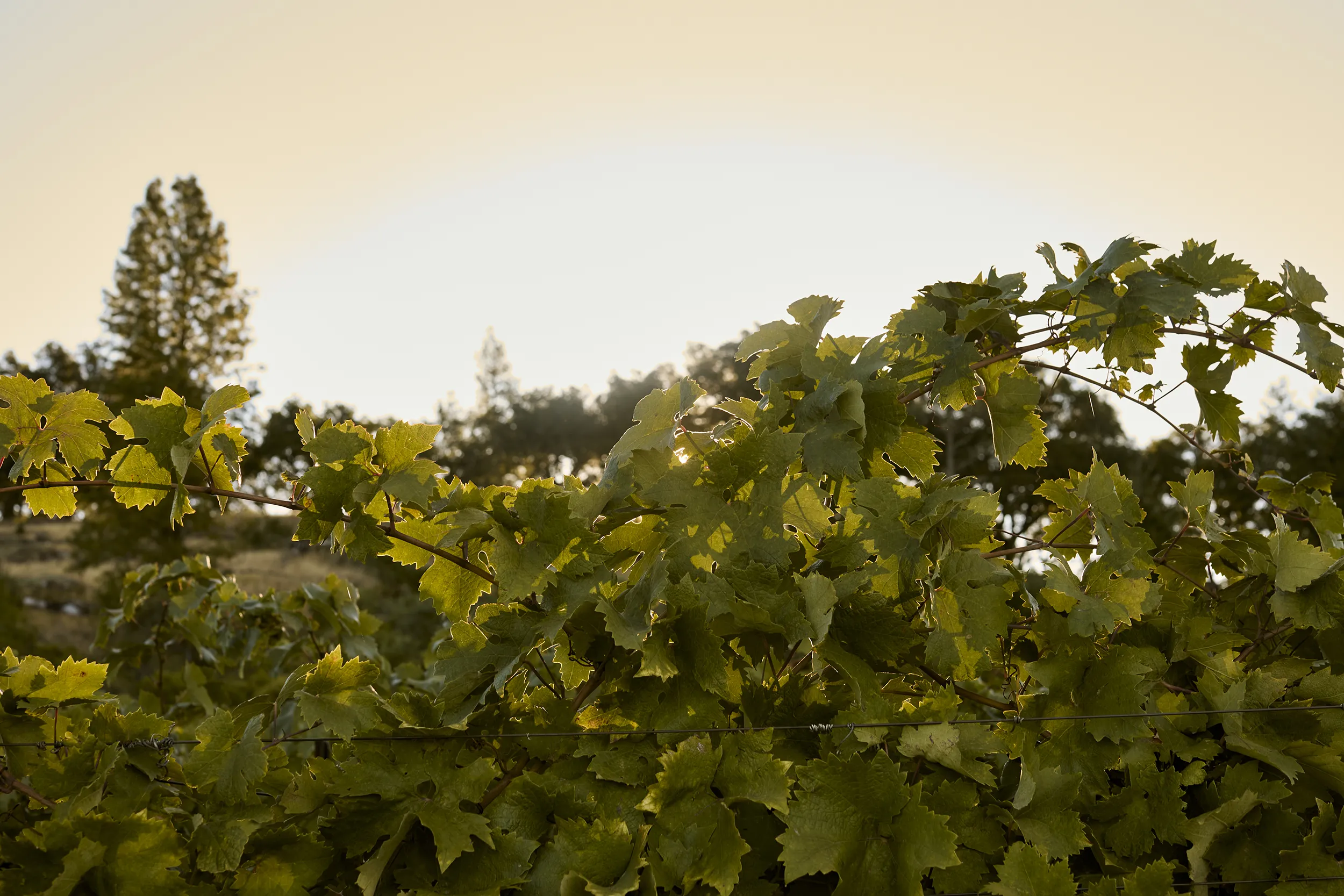Sunrise at Slingshot Wines