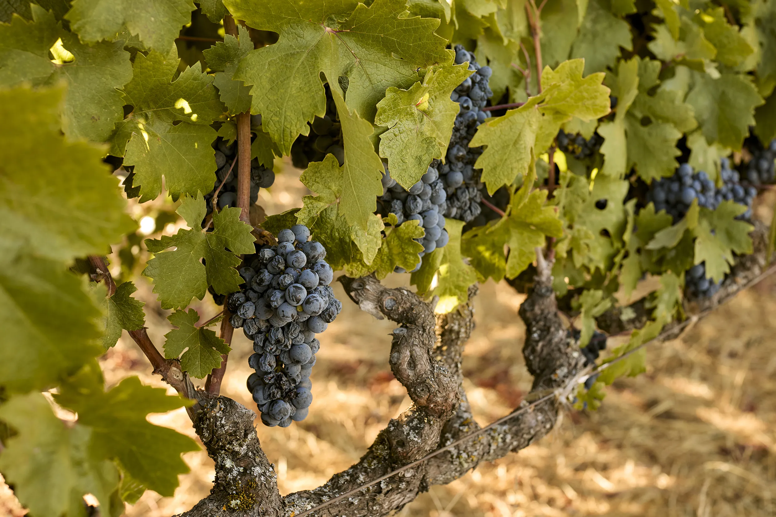 Grapes on the vine at Slingshot Wines